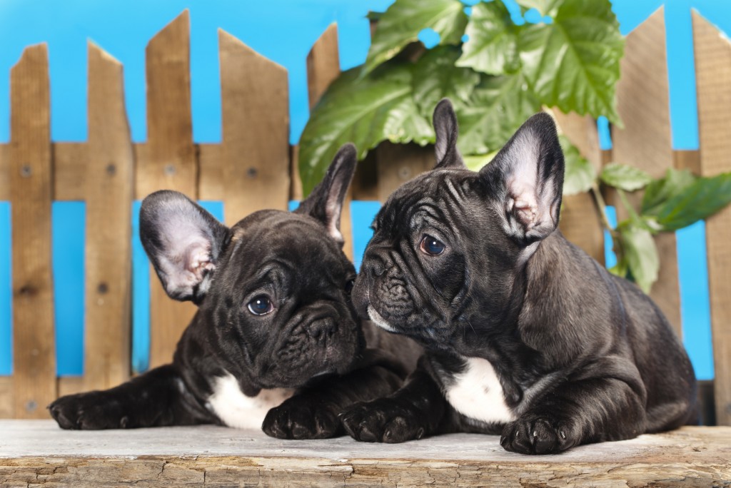 french bulldog puppies