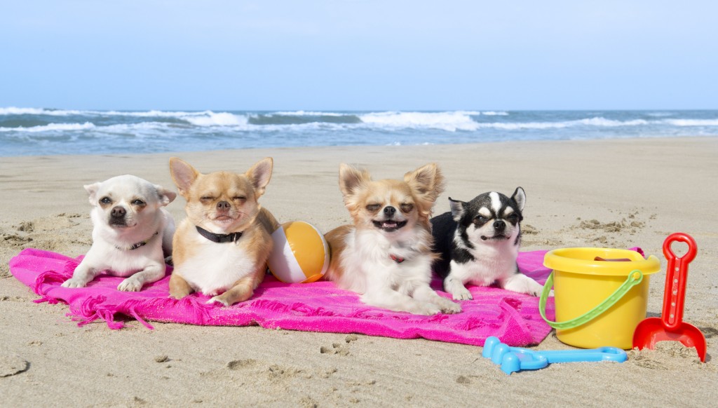 chihuahuas