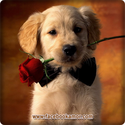 lindo-perro-con-rosas-para-perfil-facebook1