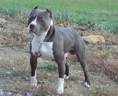 American-PitBull-Terrier-9