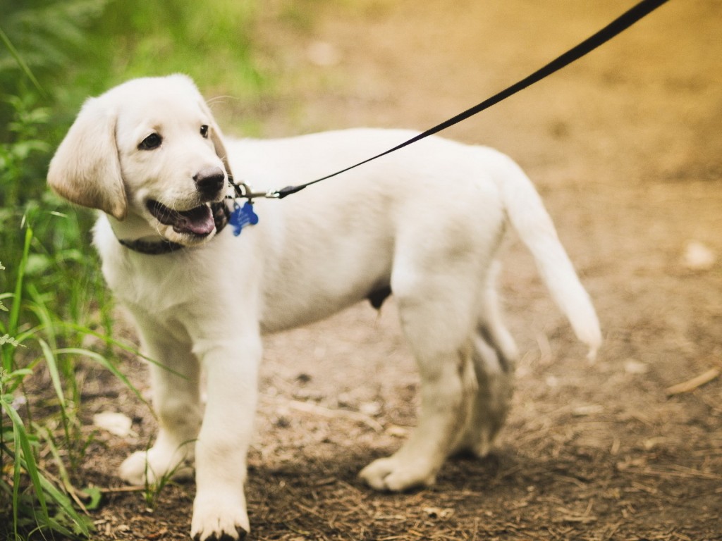 fotos-de-perros-paseando-por-el-parque