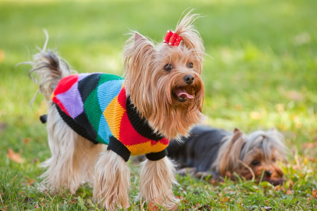 yorkshire terrier