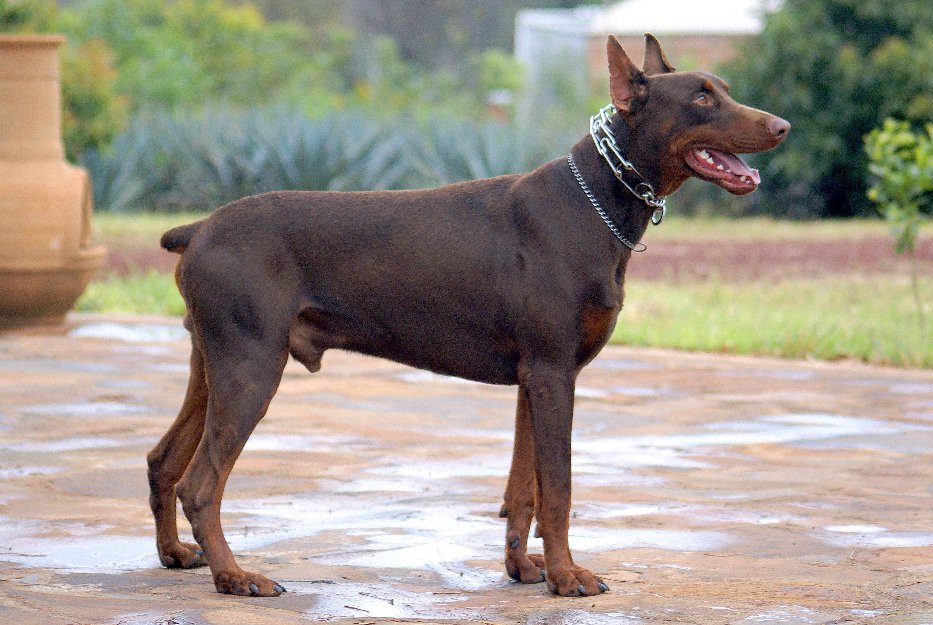 1363833311_489916450_6-doberman-sepia-maquila-o-monta-el-perro-cuenta-con-pedigri-internacional-Jalisco