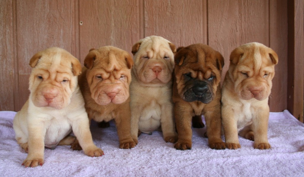 cute-shar-pei-puppies-shar-pei-dog-puppies-photo-and-wallpaper-beautiful-shar-pei-dog-dogjing-dot-com