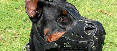 Doberman-leather-muzzle-for-agitation-training_LRG